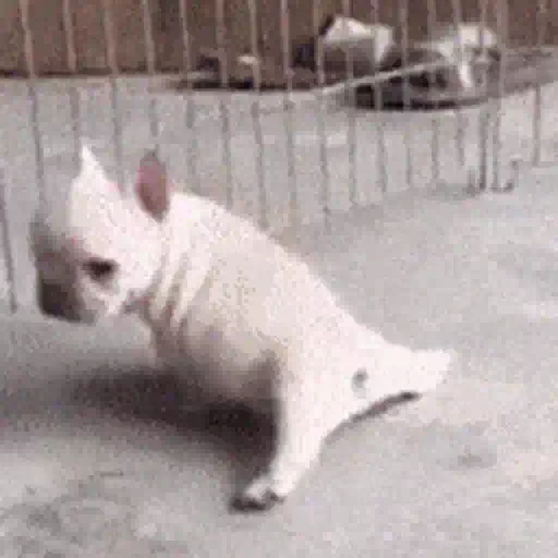 🐶 Стикер «Animals Животные» для Telegram