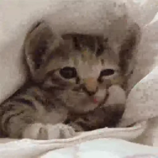 🐈 Стикер «Animals Животные» для Telegram