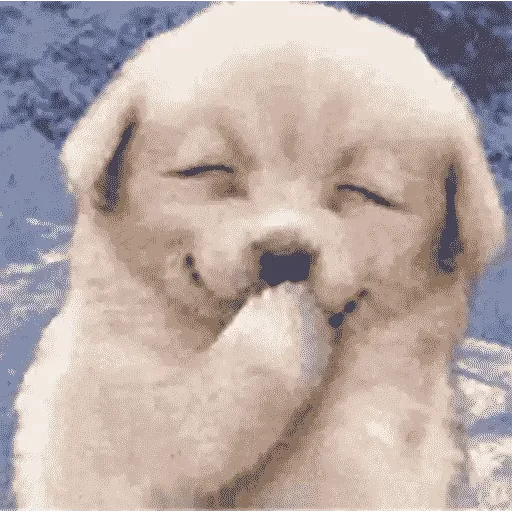 🐶 Стикер «Animals Животные» для Telegram