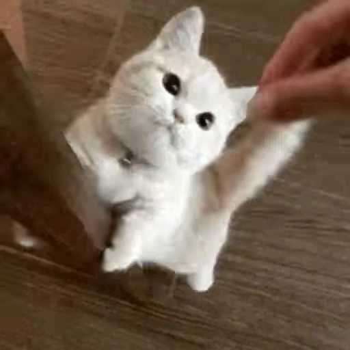 🐈 Стикер «Animals Животные» для Telegram