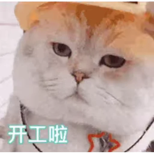 🐈 Стикер «Animals Животные» для Telegram