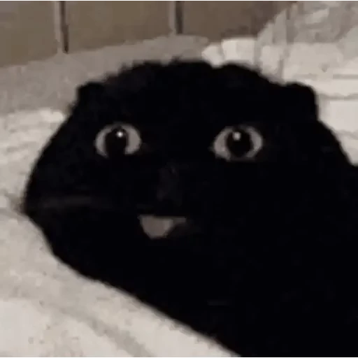 🐈 Стикер «Animals Животные» для Telegram