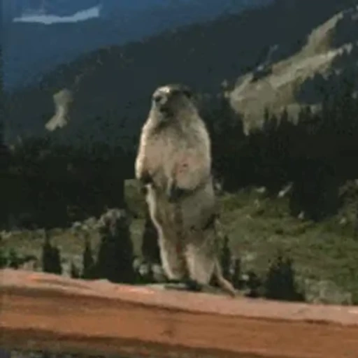 🐶 Стикер «Animals Животные» для Telegram