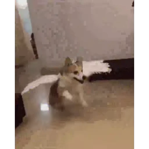 Стикерпак Animals Животные для Telegram
