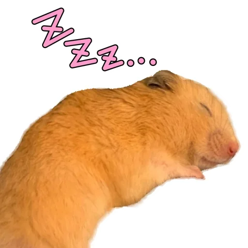 😴 Стикер «Animals world» для Telegram