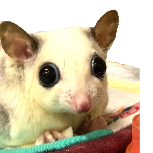 😵 Стикер «Animals world» для Telegram