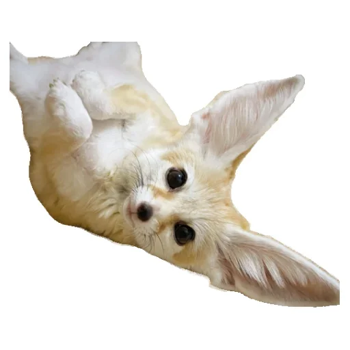 😇 Стикер «Animals world» для Telegram