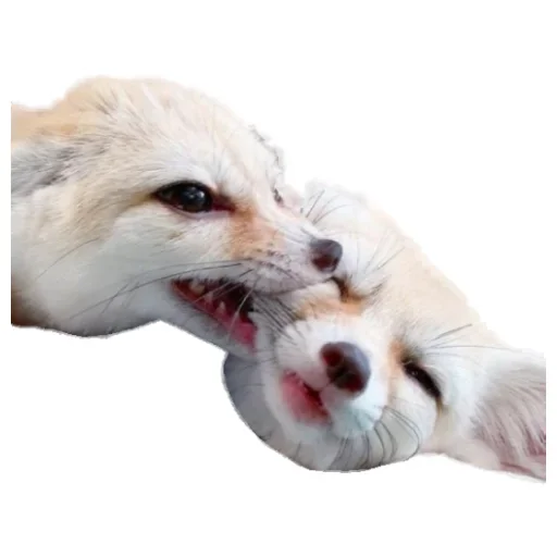 👄 Стикер «Animals world» для Telegram