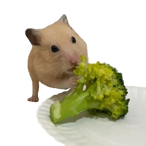 🥦 Стикер «Animals world» для Telegram