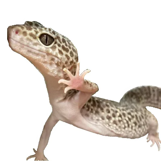 ✋ Стикер «Animals world» для Telegram