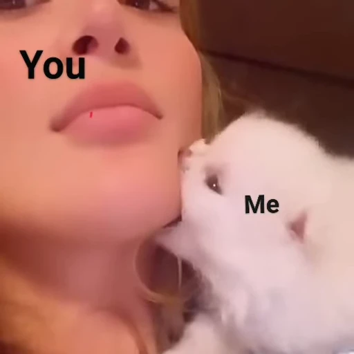 😻 Стикер «animals yes» для Telegram