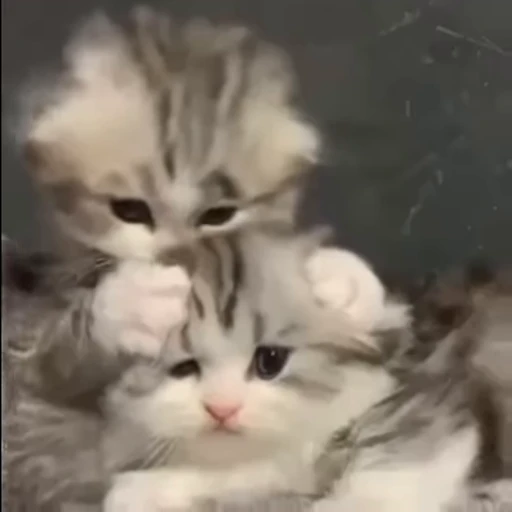 😽 Стикер «animals yes» для Telegram