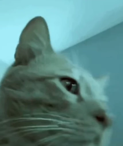 😺 Стикер «animals yes» для Telegram