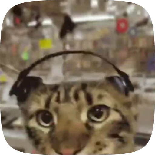 😺 Стикер «animals yes» для Telegram
