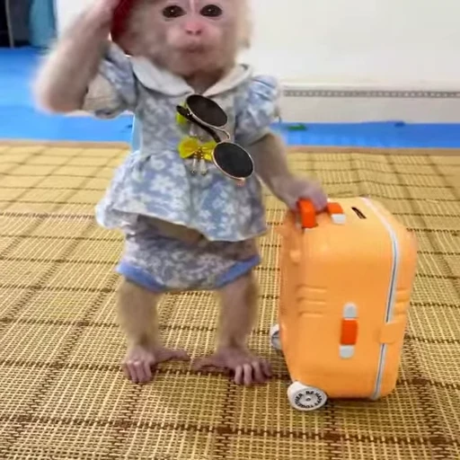 🧳 Стикер «animals yes» для Telegram