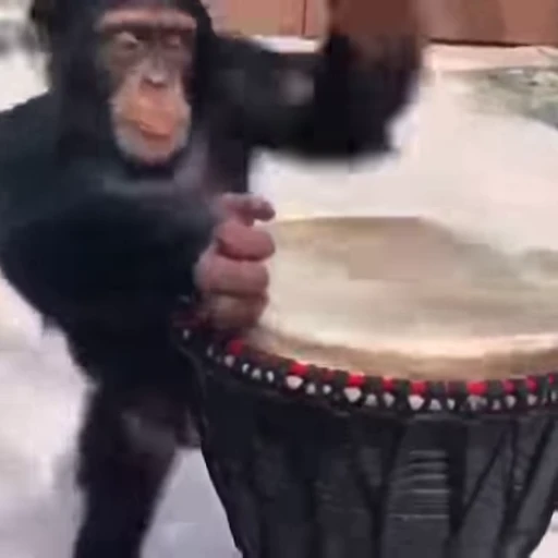 🥁 Стикер «animals yes» для Telegram