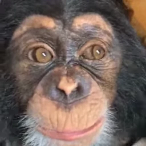 🙂 Стикер «animals yes» для Telegram