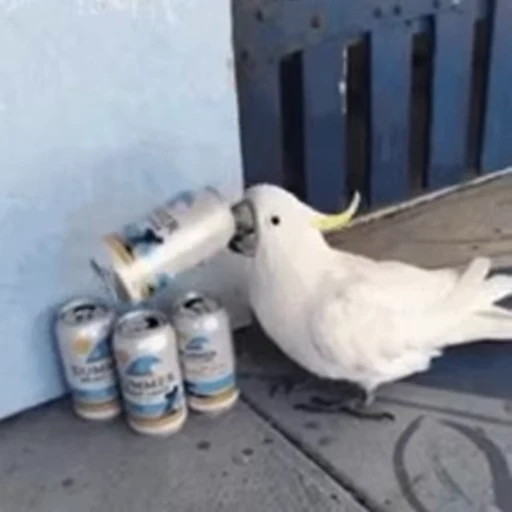 🤤 Стикер «animals yes» для Telegram