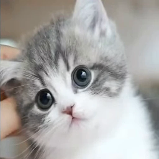 💥 Стикер «animals yes» для Telegram