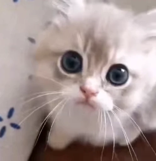 🥹 Стикер «animals yes» для Telegram
