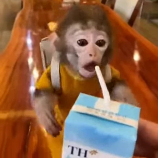 🧃 Стикер «animals yes» для Telegram
