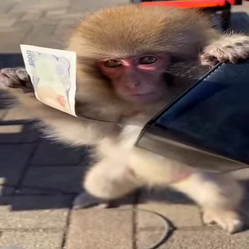 🤑 Стикер «animals yes» для Telegram