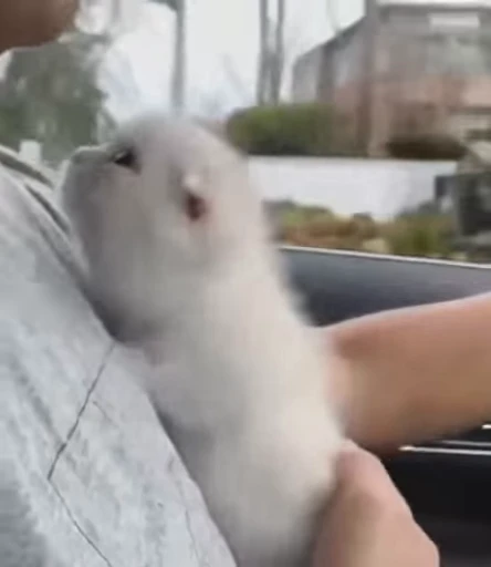 🚗 Стикер «animals yes» для Telegram