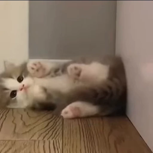 😔 Стикер «animals yes» для Telegram