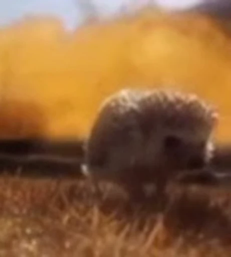 🦔 Стикер «animals yes» для Telegram
