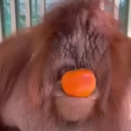 🍅 Стикер «animals yes» для Telegram