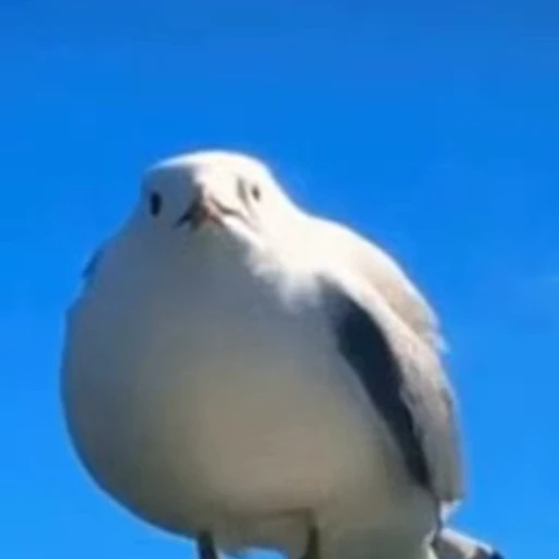 🐥 Стикер «animals yes» для Telegram