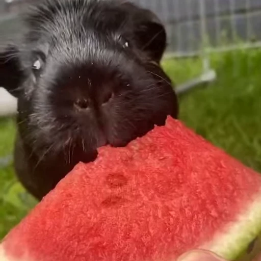 😋 Стикер «animals yes» для Telegram