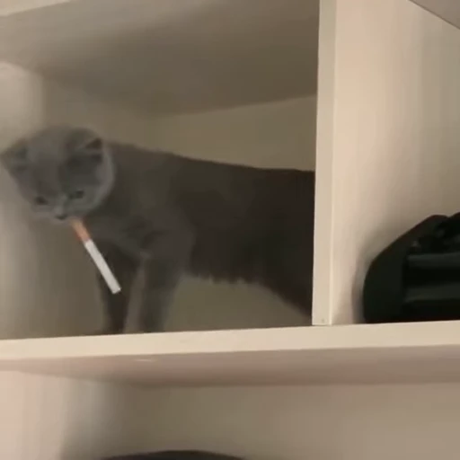 🚬 Стикер «animals yes» для Telegram