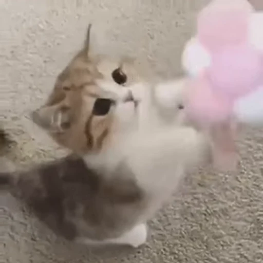 😺 Стикер «animals yes» для Telegram