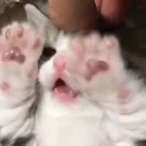 🥺 Стикер «animals yes» для Telegram