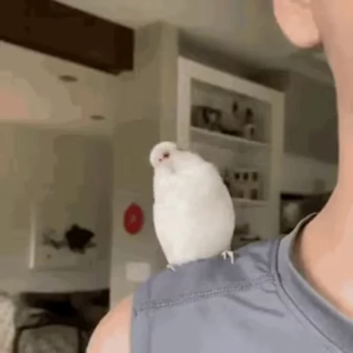 🐥 Стикер «animals yes» для Telegram
