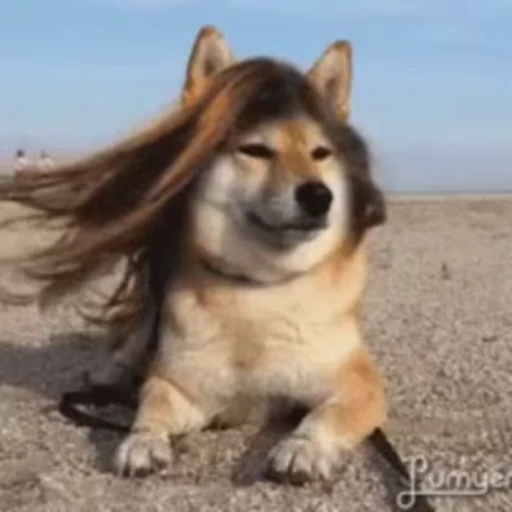 👩 Стикер «animals yes» для Telegram