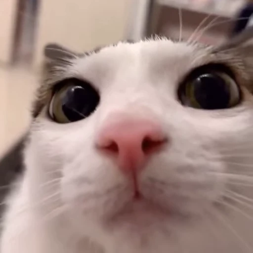 😺 Стикер «animals yes» для Telegram