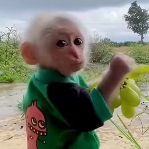 🍇 Стикер «animals yes» для Telegram