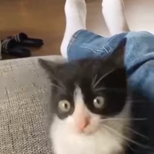 😽 Стикер «animals yes» для Telegram