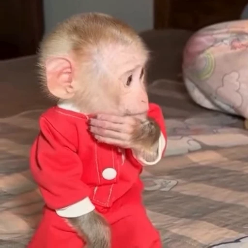 🤔 Стикер «animals yes» для Telegram