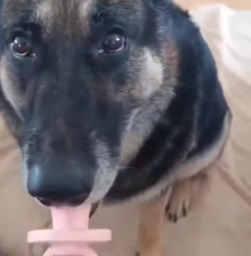 🐶 Стикер «animals yes» для Telegram