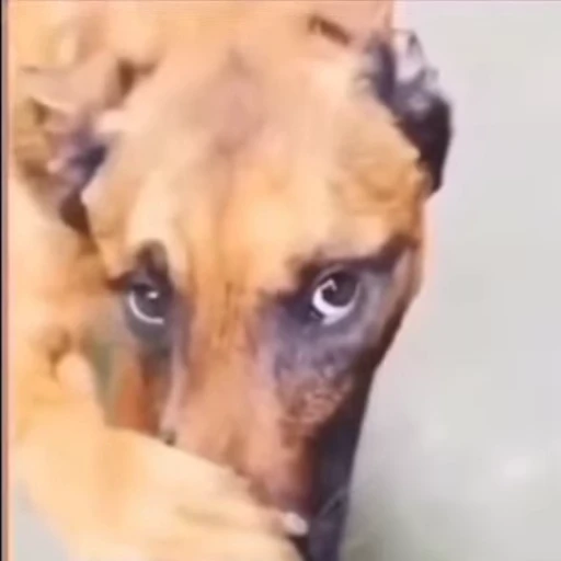 🐶 Стикер «animals yes» для Telegram
