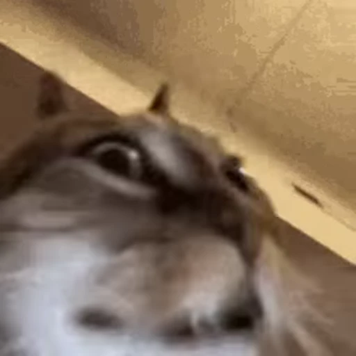 😱 Стикер «animals yes» для Telegram