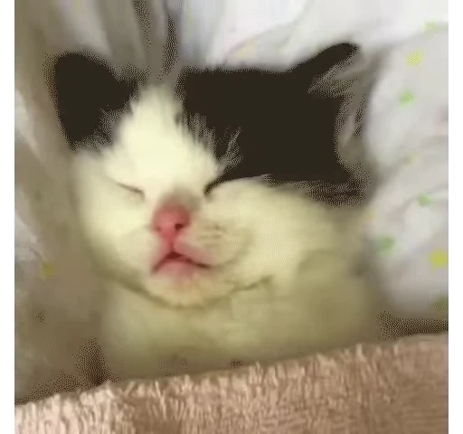 😴 Стикер «animals yes» для Telegram