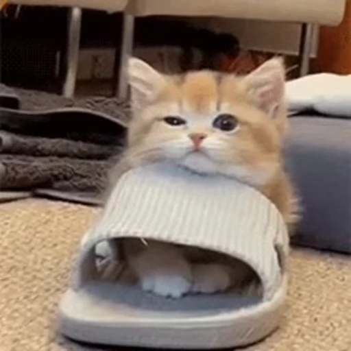 😉 Стикер «animals yes» для Telegram