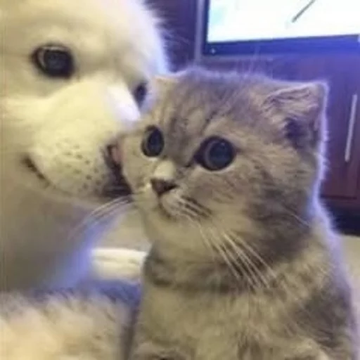Стикерпак Pets Memes для Telegram