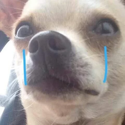 😂 Стикер «Pets Memes» для Telegram