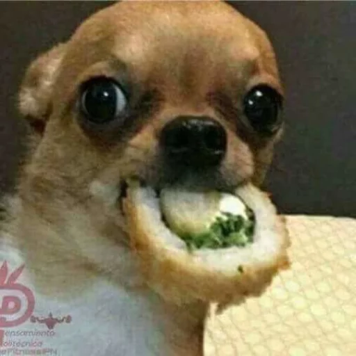 😂 Стикер «Pets Memes» для Telegram