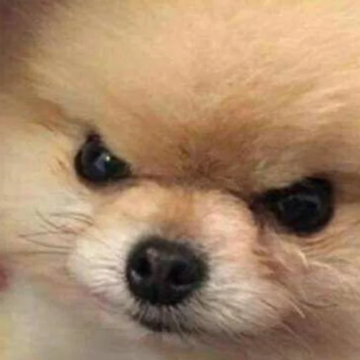 😂 Стикер «Pets Memes» для Telegram